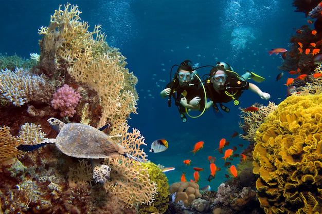 Additionally, marine organisms contribute to nutrient cycling, with processes like photosynthesis and decomposition supporting the balance of ocean ecosystems. Fisheries, a critical resource for human sustenance, depend on the abundance and health of marine life, highlighting the interconnectedness of oceans and terrestrial life.