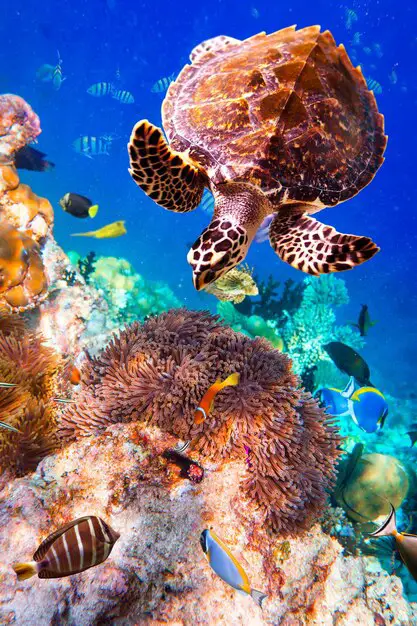 A Dive into the Diversity Environmental Psychology: A Comprehensive Fascinating Marine Organisms List (17)
