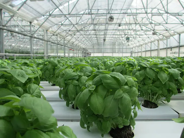 Cultivating Green Spaces Indoors: The Rise of Indoor Greenhouses + List of Indoor Plants